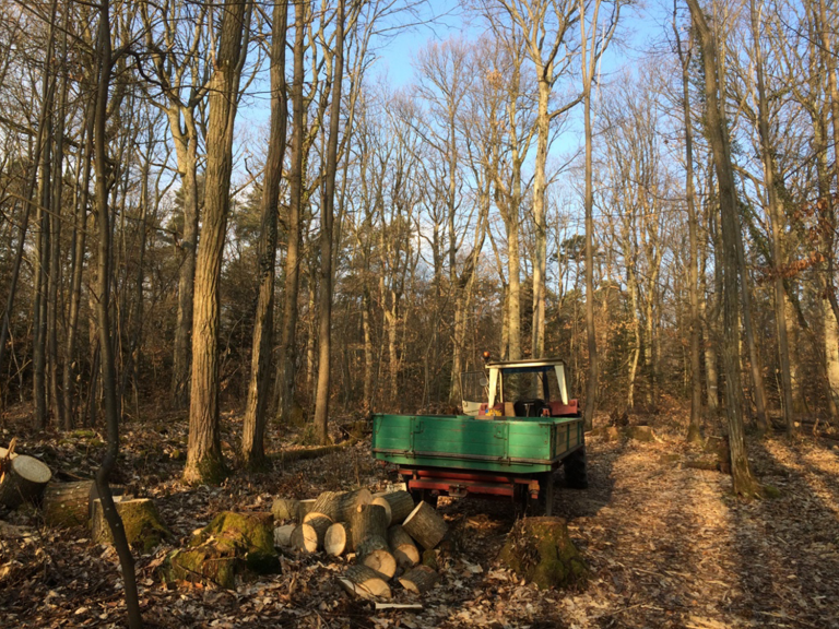 Débitage des châtaigners en forêt